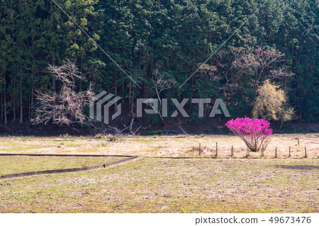 (Shizuoka Prefecture) Matsuzaki Town · Red flowers blooming in rice fields along the Nakagawa River (Shizuoka Prefecture) Matsuzaki Town · Red flowers blooming in rice fields along the Nakagawa River 49673476