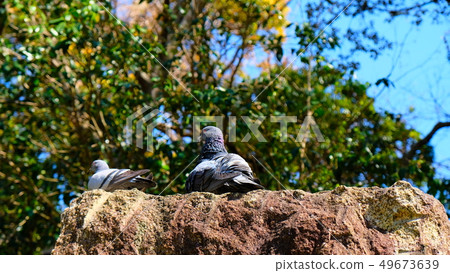 Pigeon landscape 49673639
