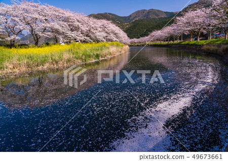 (Shizuoka Prefecture) Matsuzaki-cho, cherry blossoms of Nakagawa 49673661