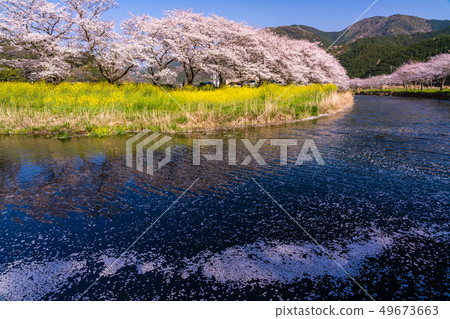 （靜岡縣）松川町，中川的櫻花 49673663