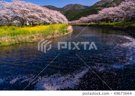 (Shizuoka Prefecture) Matsuzaki-cho, cherry blossoms of Nakagawa 49673664