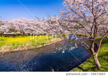 (Shizuoka Prefecture) Matsuzaki-cho, cherry blossoms of Nakagawa 49673665