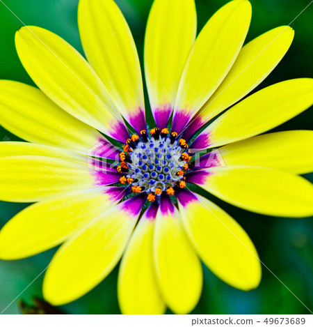 Yellow african daisy 49673689