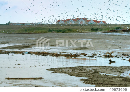 flocks of birds in contaminated areas, human 49673696