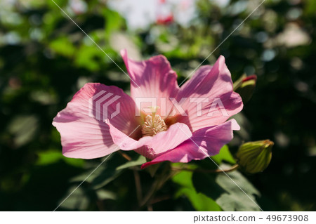 pink flower on a sunny day 49673908