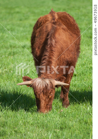 portrait of brown cow grazing the grass  49673918