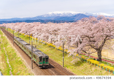 Cherry blossoms at first sight and train Zao 49674394