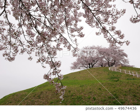 Cherry Blossoms Cherry Blossoms 49674436