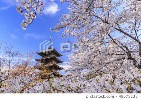 Todera Sakura full bloom Todera Sakura full bloom 49675135
