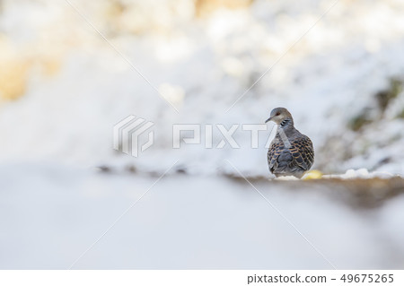 Turtledove  49675265