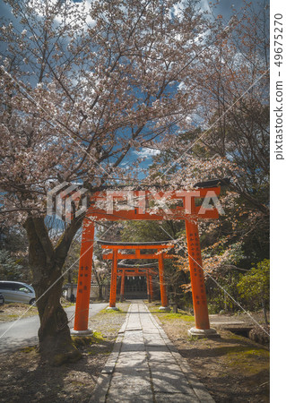 Kyoto Takenaka Inari Sakura Spring Kyoto Takenaka Inari Sakura Spring 49675270
