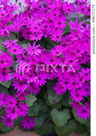 Cinellaria Senetti Red Flower language "always lively" 49675375