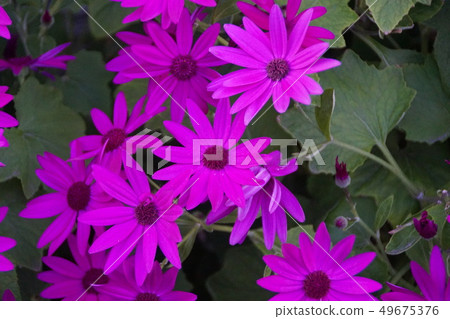 Cinellaria Senetti紅花語言“永遠活潑” Cinellaria Senetti紅花語言“永遠活潑” 49675376