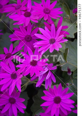 Cinellaria Senetti Red Flower language "always lively" 49675377