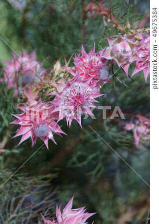 西莉亞的漂亮粉紅花字是“優秀的知識” 49675384