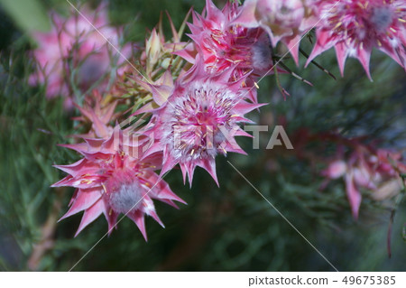 西莉亞的漂亮粉紅花字是“優秀的知識” 49675385