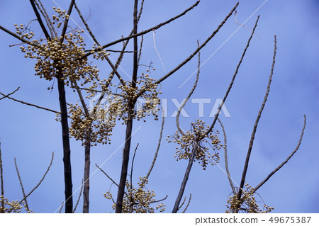 茴香的果實 茴香的果實 49675387