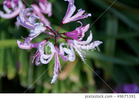 Nérine 's flower language "Look forward to the day we meet again" Nérine 's flower language "Look forward to the day we meet again" 49675391