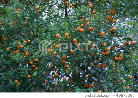 Hime Mikan A very cute fruit Hime Mikan A very cute fruit 49675393