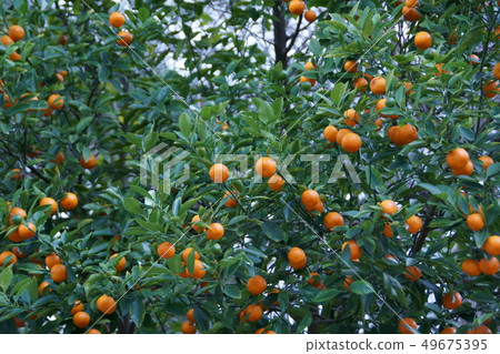 Hime Mikan A very cute fruit Hime Mikan A very cute fruit 49675395