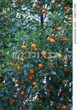 Hime Mikan A very cute fruit 49675396