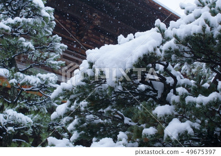 Treetop snow 49675397