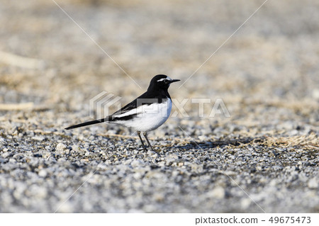Black-backed wagtail 49675473