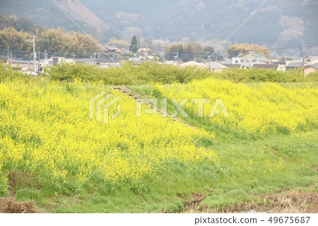 Rape blossoms Rape blossoms 49675687