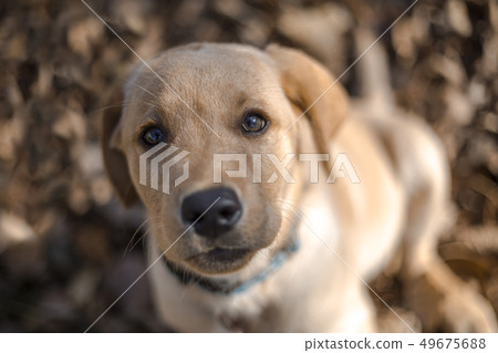 Young golden retriever puppy Young golden retriever puppy 49675688
