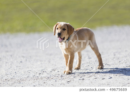 Young  golden retriever  puppy 49675689