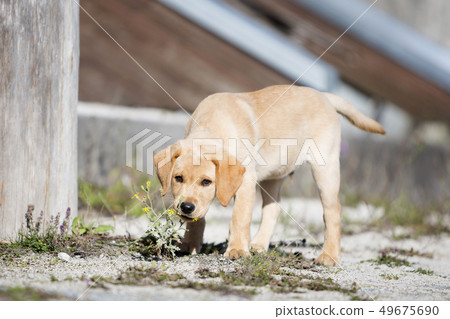 Young  golden retriever  puppy 49675690