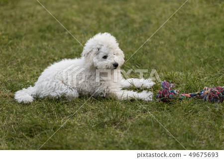 White Poodle puppy playing in the garden White Poodle puppy playing in the garden 49675693