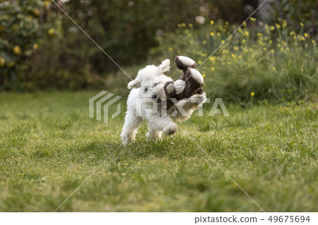 White Poodle puppy playing in the garden White Poodle puppy playing in the garden 49675694