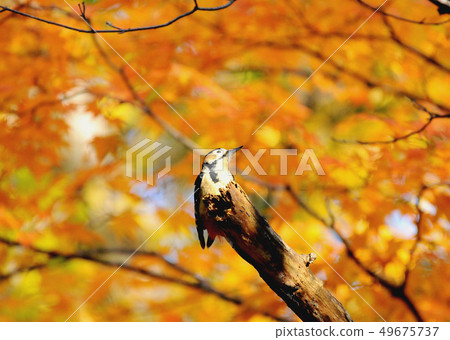 秋天蝴蝶蘭 秋天蝴蝶蘭 49675737