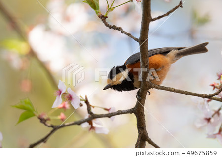 野豬餵養 49675859