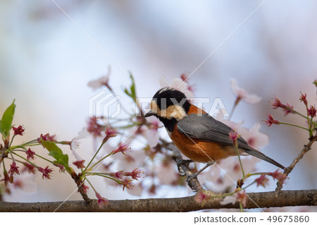 居民鳥，山羊 49675860