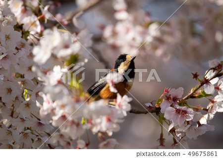可愛的野豬和櫻花 49675861