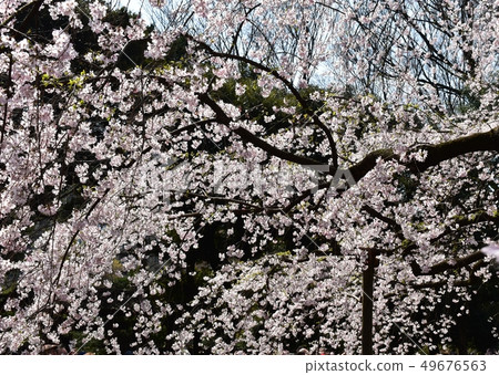 Rikugien Garden Rikugien Garden 49676563