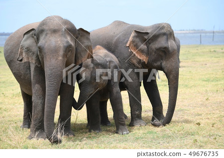 Sri Lankan elephant 49676735