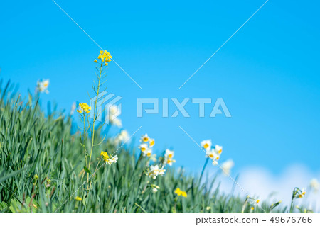 強姦開花水仙藍天 49676766