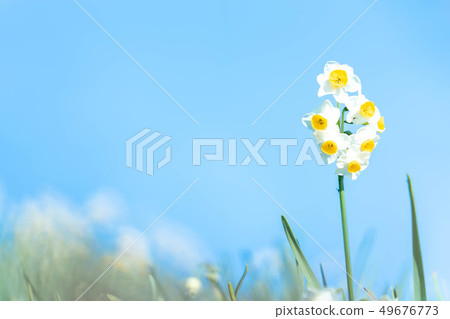 Daffodils Sibleen Sushi Blue Sky 49676773