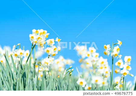 黃水仙Sibleen壽司藍天 49676775