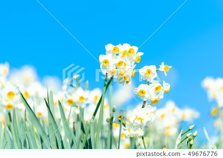 黃水仙Sibleen壽司藍天 49676776