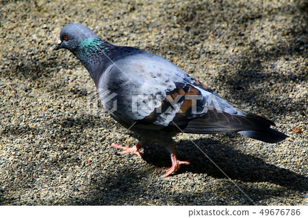 Dove of the shrine Dove of the shrine 49676786