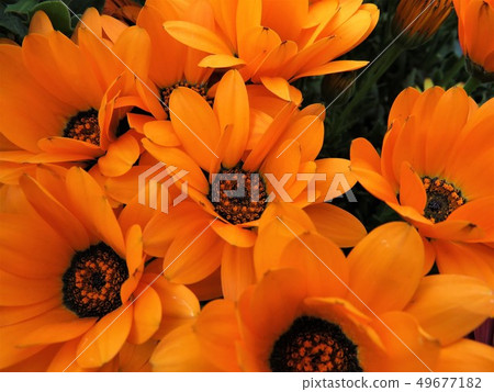 Osteo Cum Osteo Cum 49677182