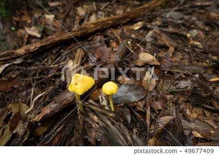 Mushrooms in the forest 49677409