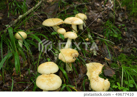 Mushrooms in the forest Mushrooms in the forest 49677410