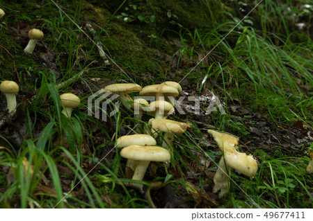 Mushrooms in the forest Mushrooms in the forest 49677411
