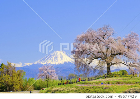 在Mizuka和富士山的櫻花 在Mizuka和富士山的櫻花 49677429
