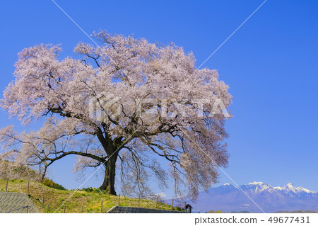 在Mizuka和Yatsugatake山的櫻花 在Mizuka和Yatsugatake山的櫻花 49677431